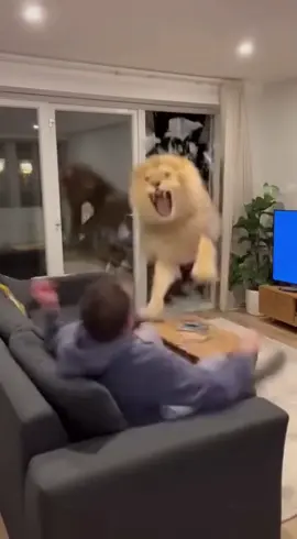 Glass door shatters, dude screams, lion runs after him! #humor #humortiktok #lion #breakingnews #sora #ai #footage #camerafootage #funny #sora 