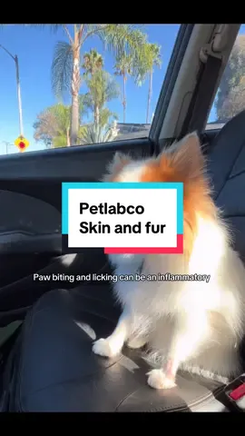PetLab Co. Skin & Coat Chew - Optimize Scalp and Fur Condition with a Tasty Dog Chew, Packed with Beneficial Fatty Acids, Vitamins and Apple Cider Vinegar #dogallergies #dogskin #petlabco #petlabcopartner #ad  