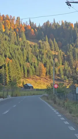 #culorile toamnei# #Targul Mureș#31 .10.2025