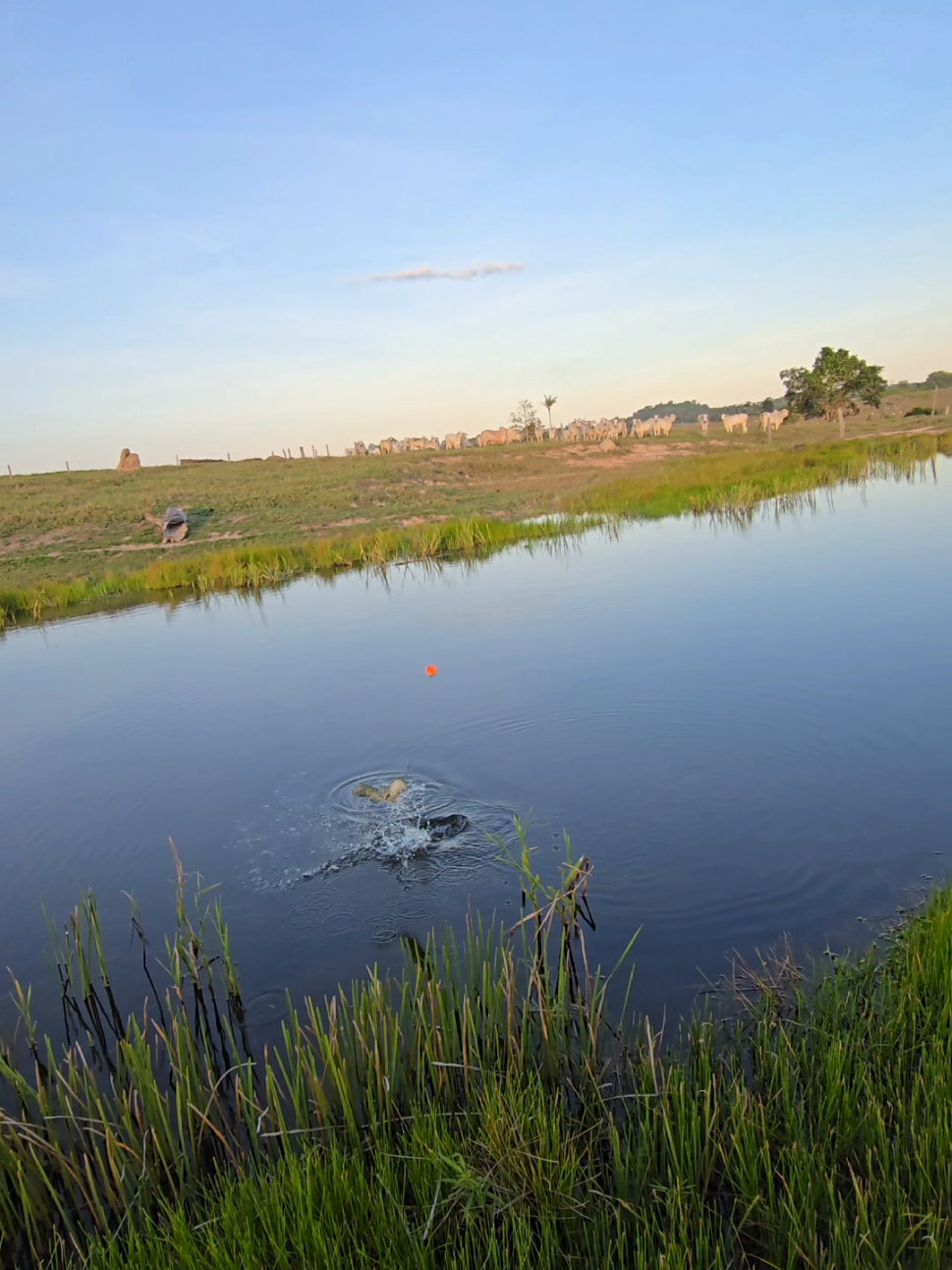 NÃO DA TEMPO NEM DA ISCA AFUNDAR #NaturezaSelvagem #pescaria #traira #peixe #derondoniaparaomundo 