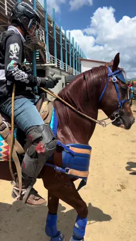 #caballos #yefersonmarin @Miguel Carrasco @wilito cat 
