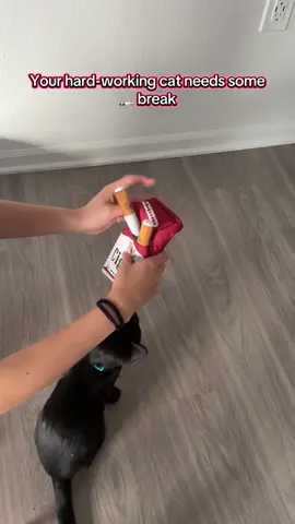 These toys are cute #fyp #cattok #cattoys #cat #kitten 