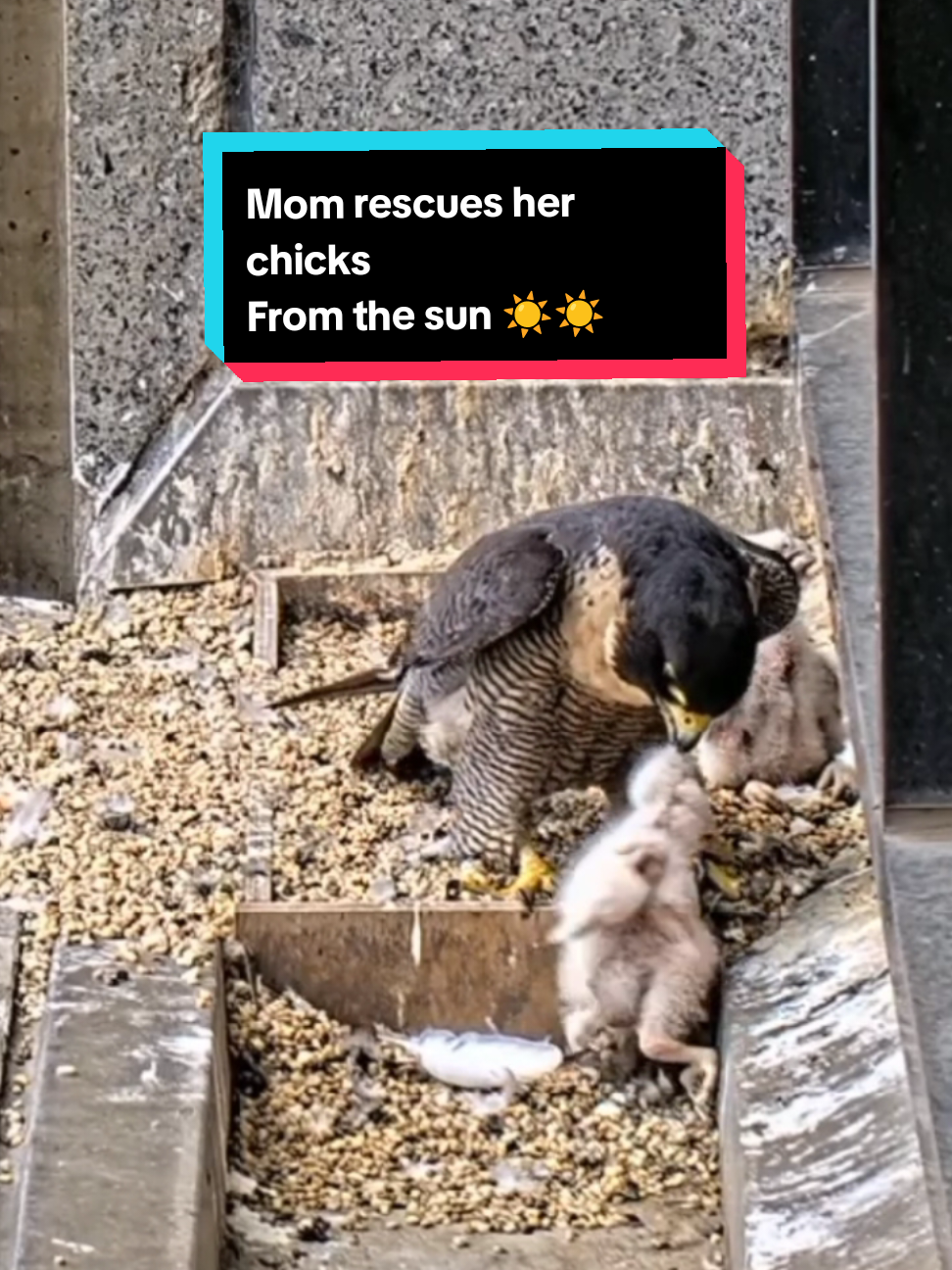 Mom falcon rescues her chicks from the heat of the sun #rescueanimals #peregrine_falcon #Wildlife @Ch