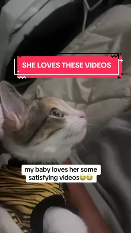 she don’t look AWAY 😭😭 #cats #viralcats #catvideos #funnycatvideos 