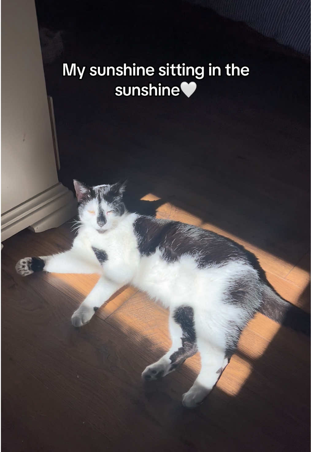 I just love him so much #catsoftiktok #cat #catlover 