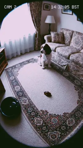 funny dog video 🤣#funnyvideo #savage #dog 