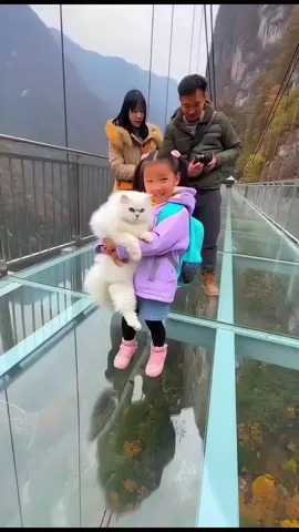 Rule #1 of Glass Bridges: Don't bring the cat, and definitely don't walk over the fake shattering effect! 😂 Their reactions are absolutely priceless. 😱 Pro tip: The bridge is fine, but their nerves are NOT. #GlassBridgePrank #Nope #GlassBridge #ChinaBridge 