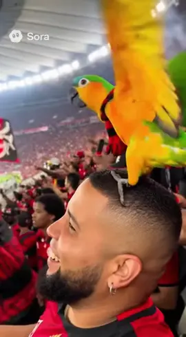 #papagaio#flamengo #estadio#futebol