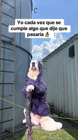 #Meme #comedia #LIVEIncentiveProgram #GoLIVEGrowFast #PaidPartnership 