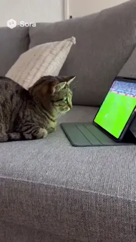 #keşfet #funnyvideos #öneçıkar #fyppppppppppppppppppppppp #takipçi 