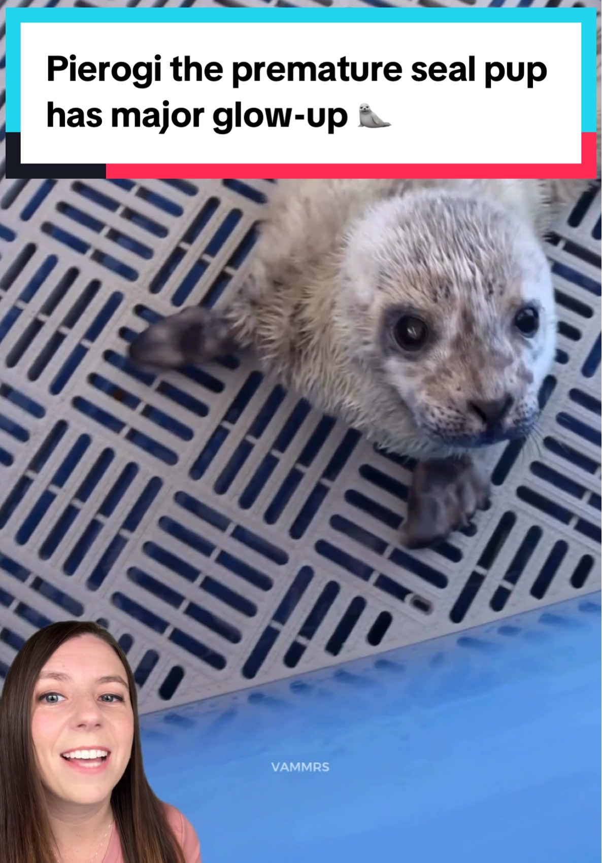 From tiny, confused fluffball to top of his class at Seal Pup School. 🦭🎓 Pierogi was rescued premature and half the size of a normal harbor seal pup, but after 94 days of care at the Vancouver Aquarium Marine Mammal Rescue Society, he’s thriving back in the wild.  💜 📸 @Marine Mammal Rescue Society  #seal#seallpup #harborseal #wildliferescue #animals    
