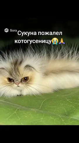 #jjk #jujutsukaisen #магическаябитва #юмор #аниме #ai #котогусеница #кот #гусеница #магичка