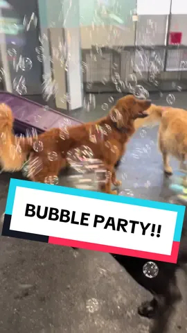 Join our bubble party!! #fyp #dog #spongebob #doggydaycare #dogparty 