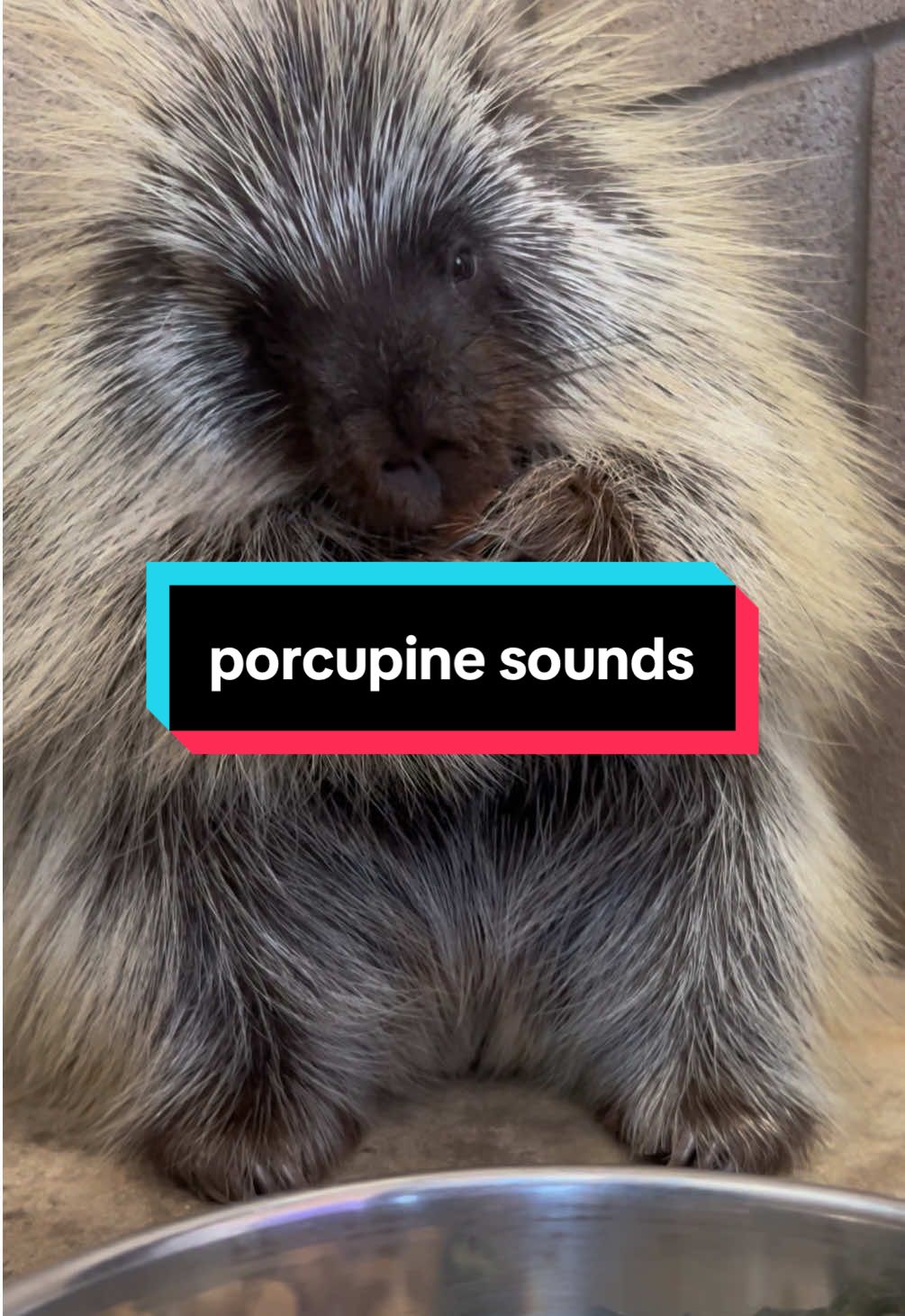 Poppy is our yearling North American porcupine! As a rodent, she makes all kinds of squeaky sounds, particularly when she’s enjoying her breakfast 🍳  #fossilrimwildlifecenter #porcupine 
