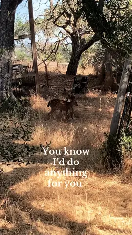 Spotted these babies and their mama outside the house I stayed at in Pasadena #ethelcain #willoughbytucker #deer 