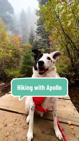 There’s nothing better than hanging out with my best friend. He’s always happy to go anywhere. And he’s the best company there is! 🐶 🍁 🥾  #colorado #Hiking #cheyennecanyon  #coloradosprings  #nature