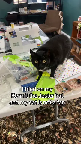 I’ve never seen his gasts so flabberd- and all bc Kermit :(  #DIY #cat #catsoftiktok #fyp 