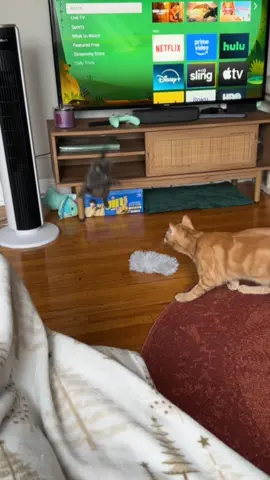 levi got SPOOKED #kitten #kittensoftiktok #catsoftiktok #orangecat #scare