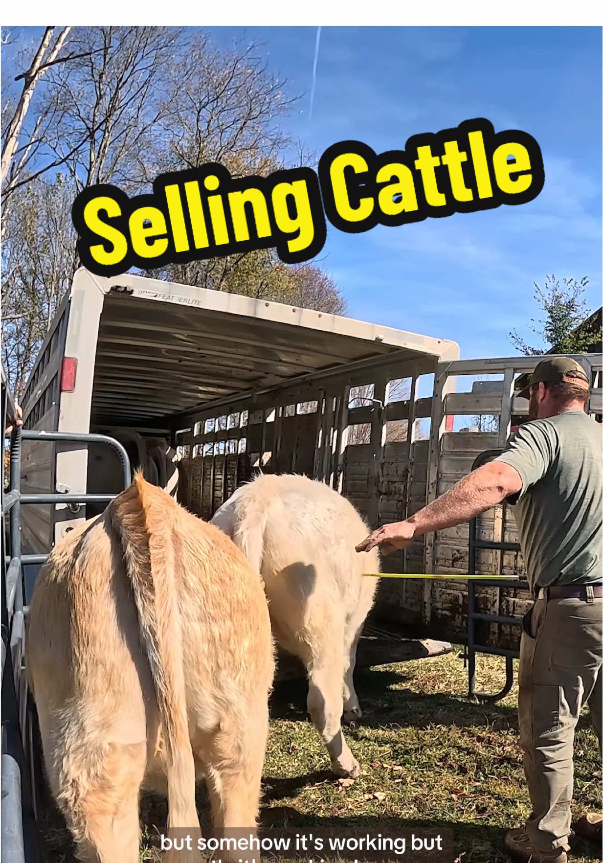 It was time to sell some cattle on the farm. Here’s how they left. Shout out to @Ben Nottermann for the help! #farmlife