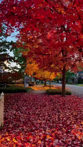 #creatorsearchinsights #viraltiktok #trandingsong #fouryou #everyone   USA 🇺🇸 