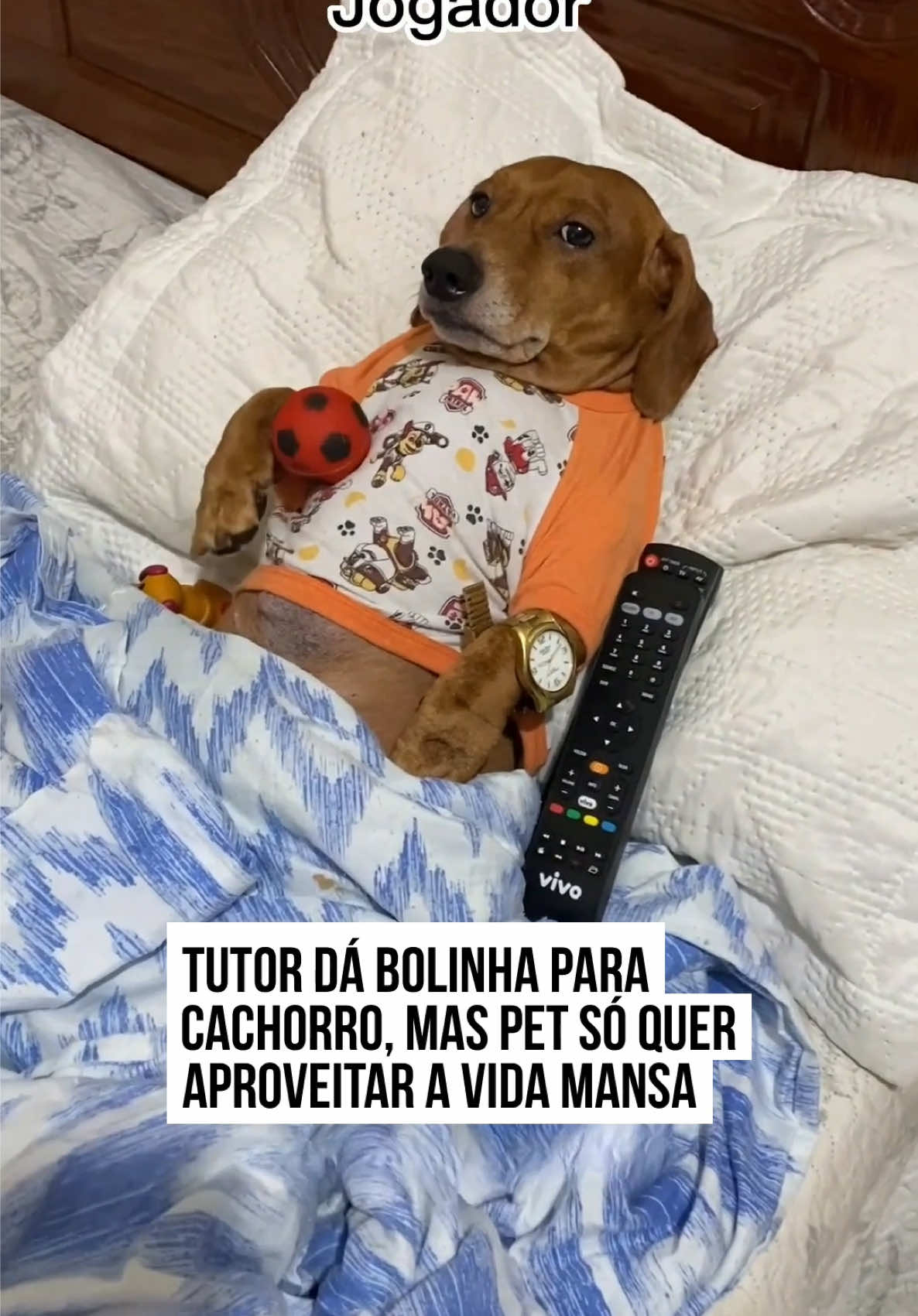 🤣🐶 O #cachorrinho conhecido como #Porronto mostrou que não quer saber de nada, além de descansar. Em vídeo compartilhado nas redes sociais, o tutor do pet surge com um presente para Porronto: uma #bolinha. No entanto, ao entrar no quarto, ele se depara com o doguinho curtindo a vida mansa, deitado na cama, com ventilador ligado e assistindo televisão. Mesmo tentando chamar atenção entregando o brinquedo para o doguinho, Porronto parece bem decidido a ficar no conforto da cama.  Não podemos dizer que ele está errado! O que acharam? #TikTokNotícias 📹 @Marco Porronto | @Myhoodbr 