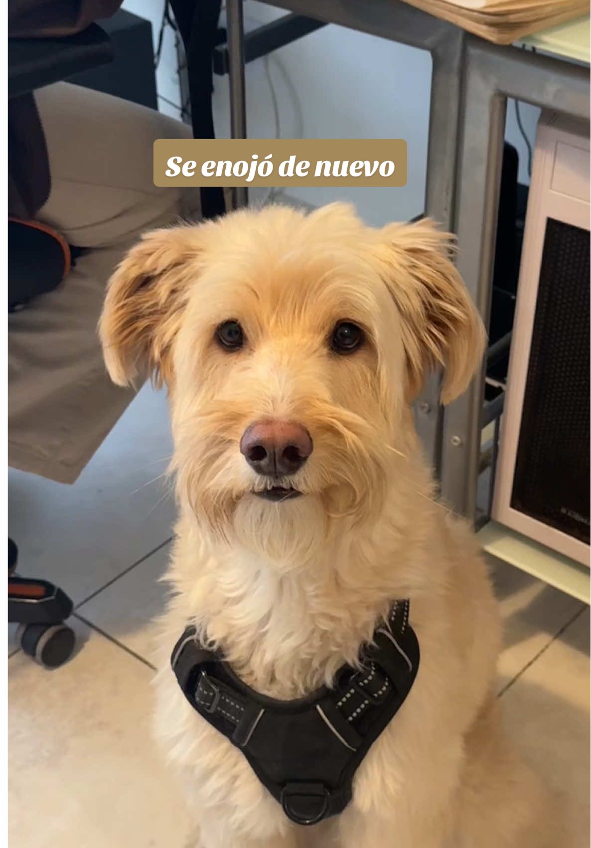 Le paso a alguno que piensa que ya termino pero todavia falta esperar el render, esperar a que se suba, mandarlo, que el cliente lo descargue y recien ahi les contestan? 🥲 #aftereffects #motiongraphics #videoeditor #humor #freelance 