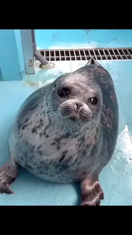 Silly seals #fyp #seal #viral #fyppppppppppppppppppppppp #fypシ゚ 