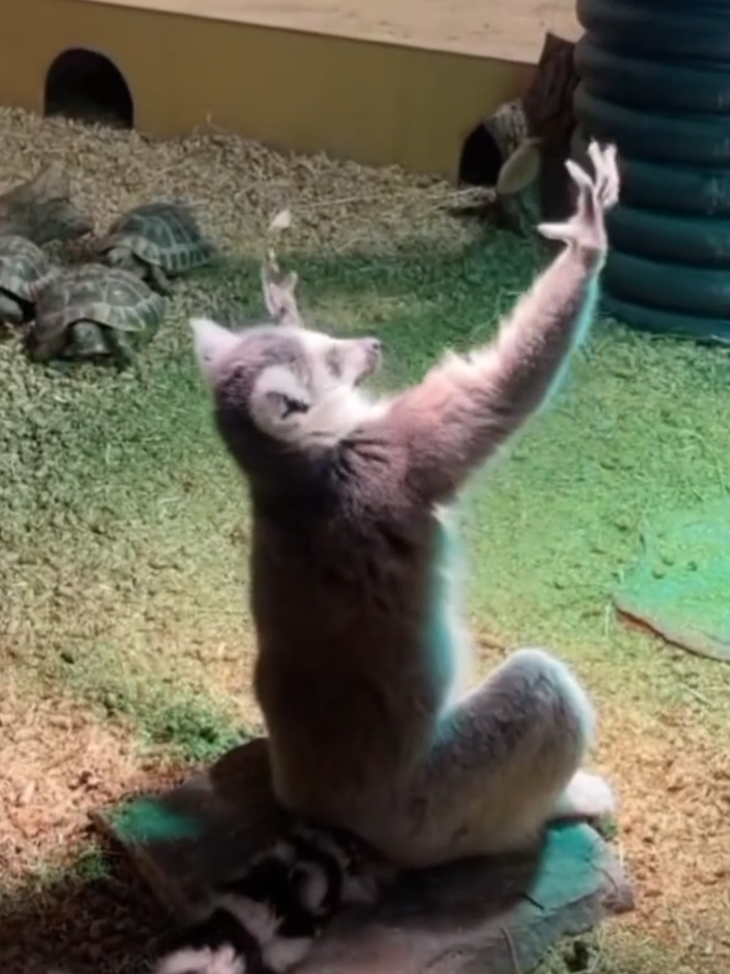 Me after choking 1 litre of Sprite  #fyp #Sprite #burp 