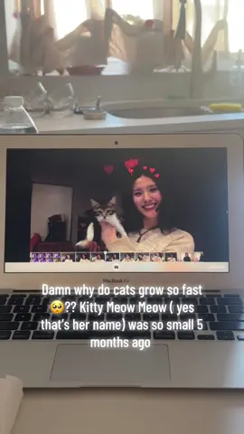 She’s a very playful kitty & as you can tell is a bit camera shy 