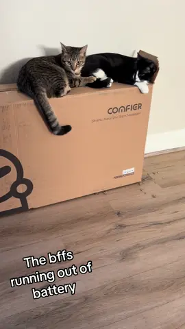 Love them both so much!  🫶🏼 #kitten #kittensoftiktok #kittycat #kittytok #kittys 