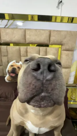 Acá ya está tronando 🗣️🐶🤣 #vikingo606 #americanbully #perros #humor 