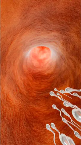 Journey of the Sperm Towards the Egg — The Miracle of Fertilization #fertilization #spermjourney #humanreproduction #embryology 