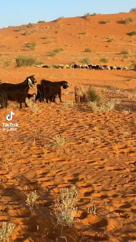 #في هذا اليوم 