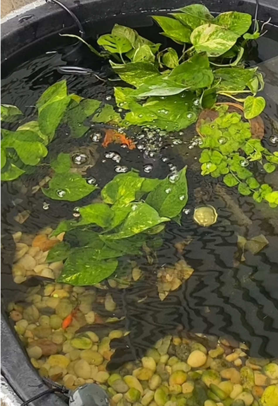 Getting Pond ready for winter! #nature #patiopond #fish #goldfish #nature 