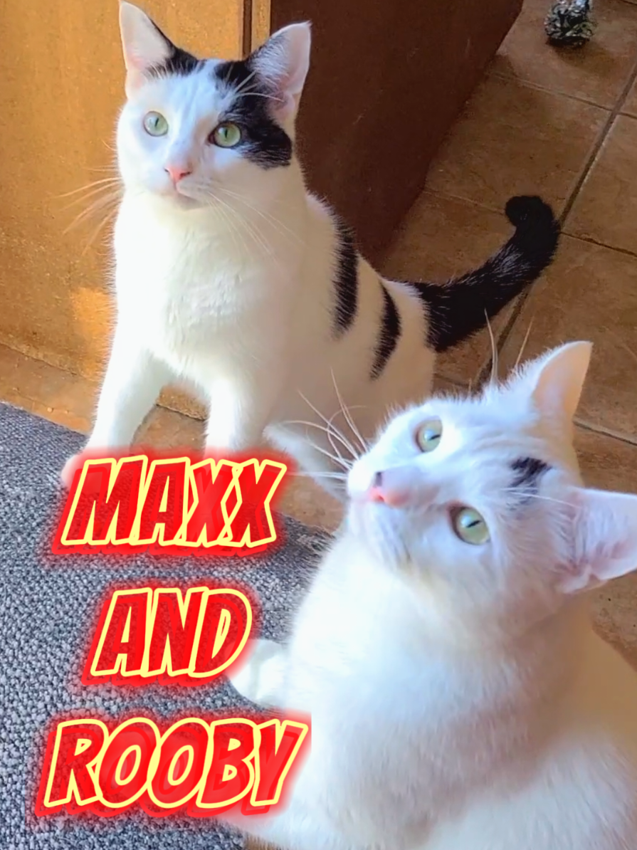 🖤🤍 Rooby and Maxx 🤍🖤 The weekend is finally here! We hope you have a fantastic Friday night to start the weekend off right! 😼😺👍 #Maxxandrooby #polkadotpets #catsoftiktok  #cutecats #happyfriday 