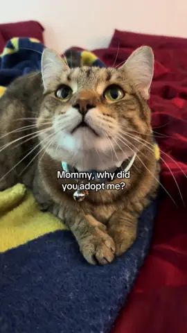 We need at least one smart cat in the house 🤣 #cats #catsoftiktok #funny #orangecat #fyp 