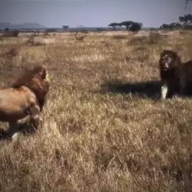 A Tense moment between Two Brothers who briefly didn’t recognise each other 🏴‍☠️🔥 #lion #lioncoalition #liontiktok #brothers #fyp 