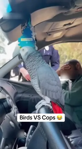 Watch how these birds are negotiating with cops 😂 #funnyvideos #sora #police #viraltiktok #viral 