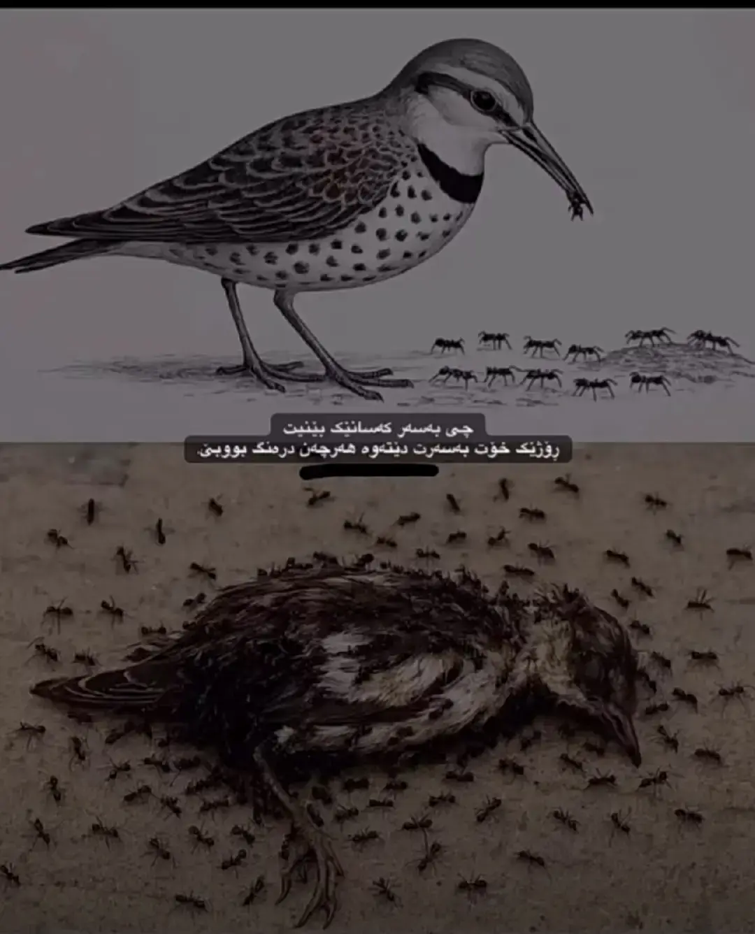 چی بەسەر کەسانێک بێنێت رۆژێک خۆت بەسەرت دێتەوە هەرچەن درەنگ بووبی#🤲🤲🤲🤲🤲🤲🤲🤲🤲🕋🕋🕋🕋🕋🕋🕋🕋 #soran #mergasor_soran_hawler_kurdistan #ble #dolamare🦅🦅dolamare🦅🤍 