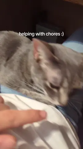 I don't know why she looks so sad 😭#catsoftiktok #sillycats #ilovemycat 