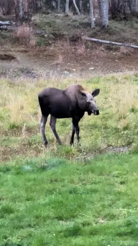 The only visitors I ever get. 🫎