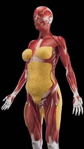 This is why your flat tummy isn't 
