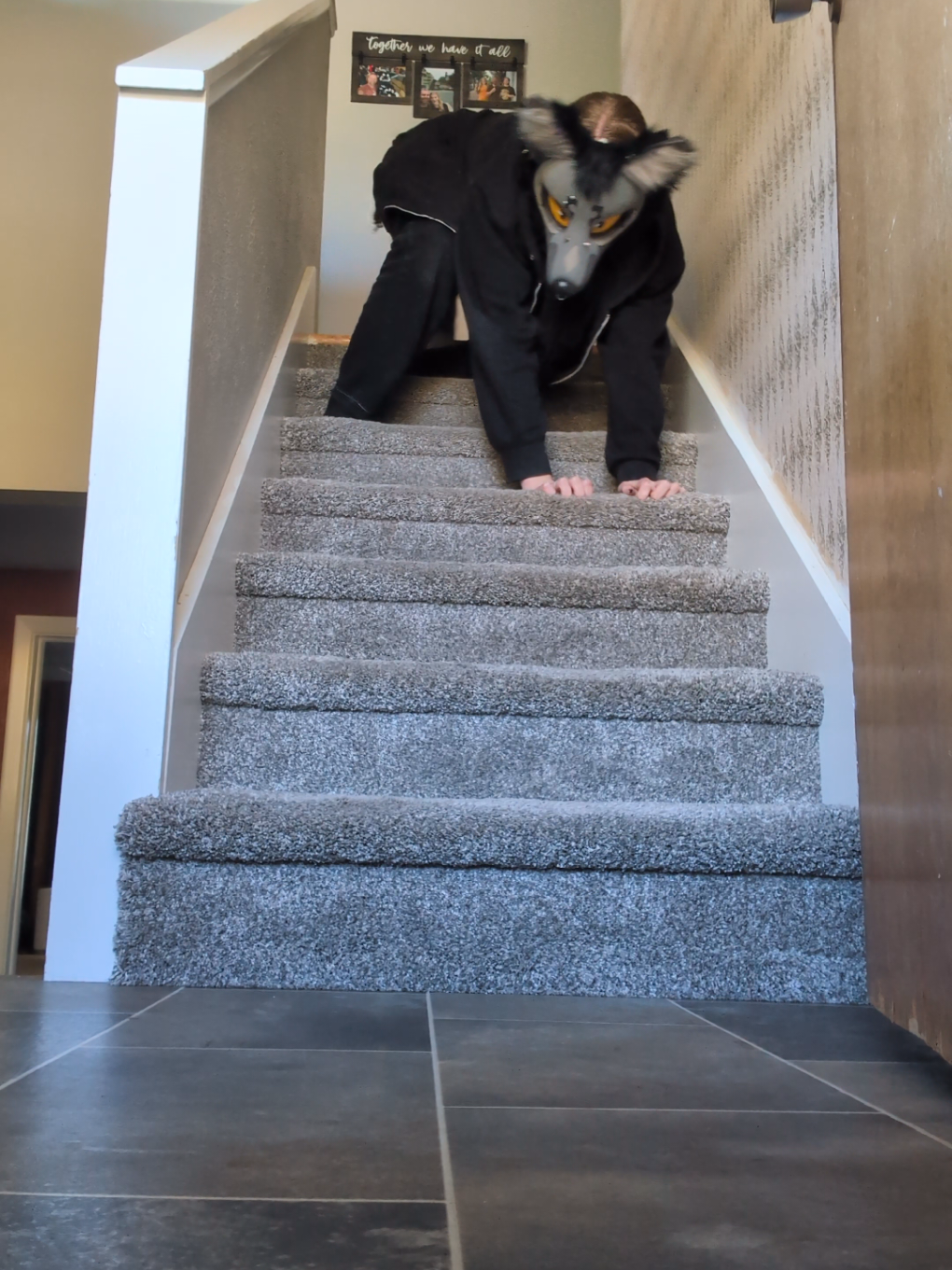 go try doing quads down stairs RIGHT now if you think I look insane 😭😭 . . . #shilohshepherd #otherhearted #therian #quadrobics #stairs