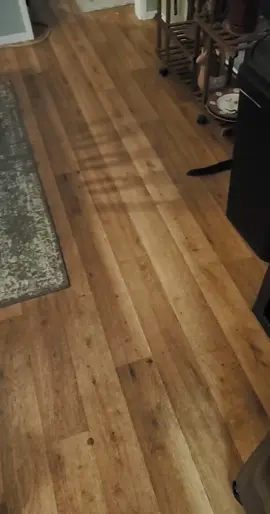 #catsoftiktok #cashmere #cute #protector 