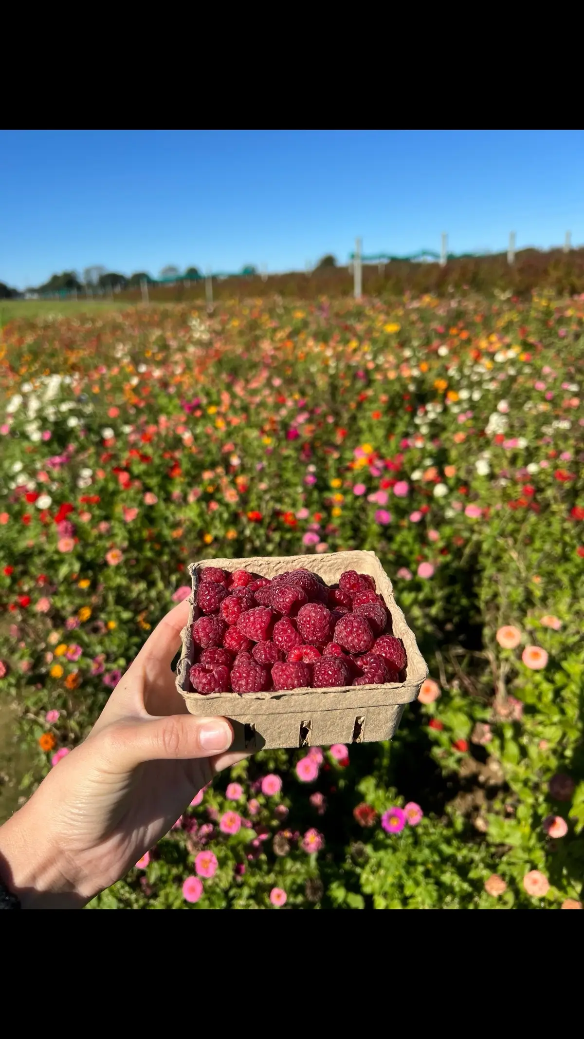 the perfect delicious beautiful raspberries I got on my hands and knees to find and pick yesterday THAT I FORGOT IN MY GODDAMN HOTEL ROOM this is gonna haunt me for the rest of my life bc i rlly want them rn 
