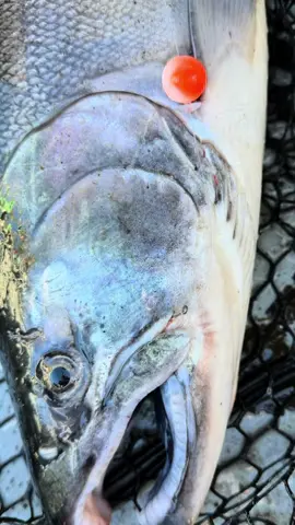 You didn’t hear it from us… but something wild is coming. 👀 New Addicted x Skookum Baits bead designs + limited merch drop. Be ready when it hits, these won’t last. #AddictedFishing #FishingAddict #SalmonFishing #BeadFishing #OutdoorLife