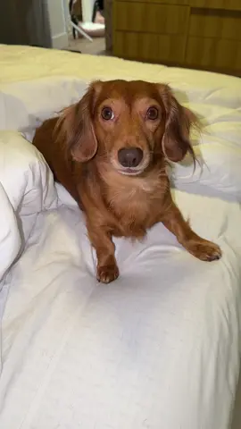 Definitivamente las dos cosas más caras que tengo en mi casa😂 #winners #salchichas #perros #perrihijos 