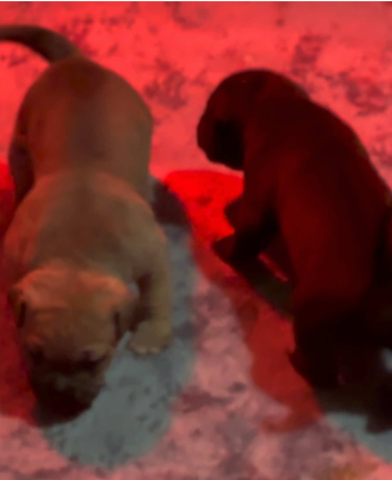 They are getting faster and more curious every day 🥰🐾 #WheelerBullies #americanbullyxl #fyp #cute #puppy 