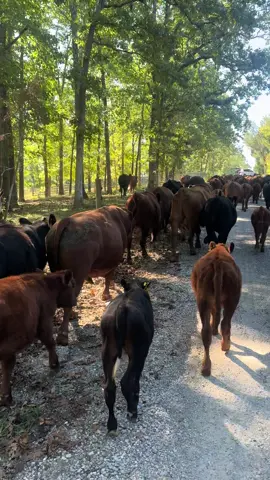 Embrace the suck! #glenmarfarms #cows #cowsoftiktok #justdoit #farmlife 