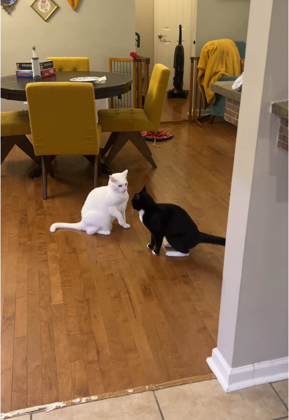 Been a while since we’ve shared with the coop kitty OGs are up to! Short answer- the usual chaos 😅 #coopkitty 
